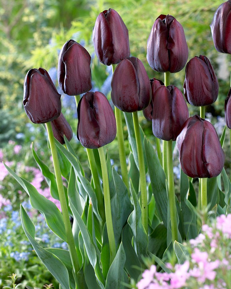 Tulppaani Queen of Night 10 kpl