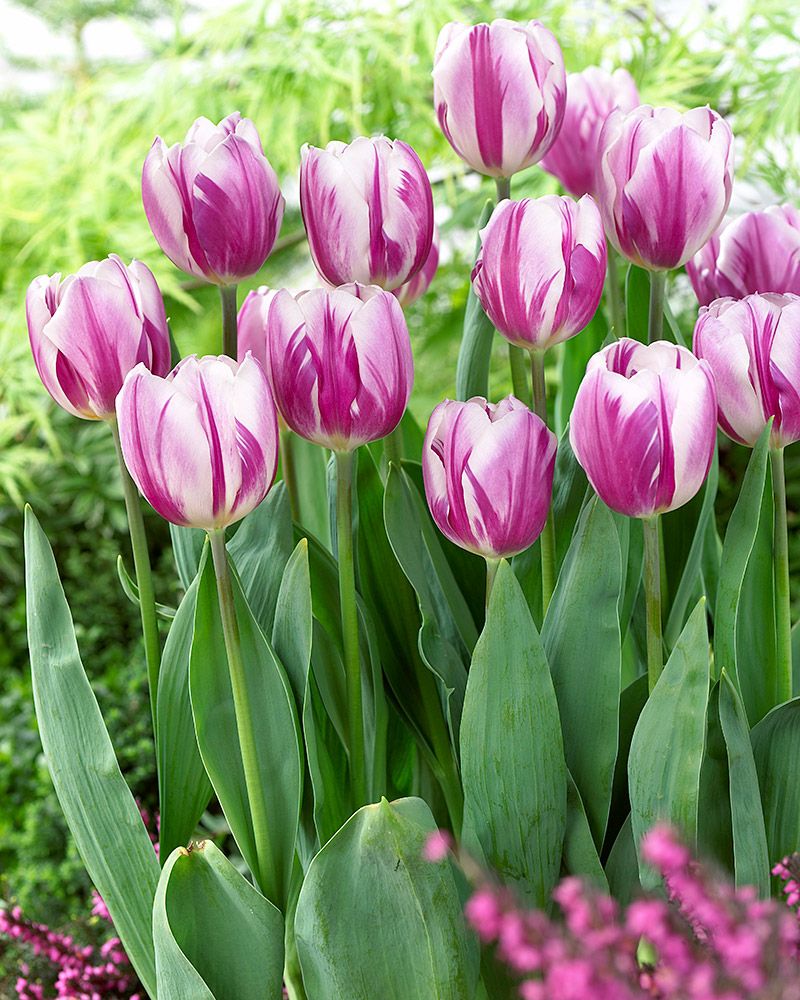 Tulppaani Flaming Flag 10 kpl