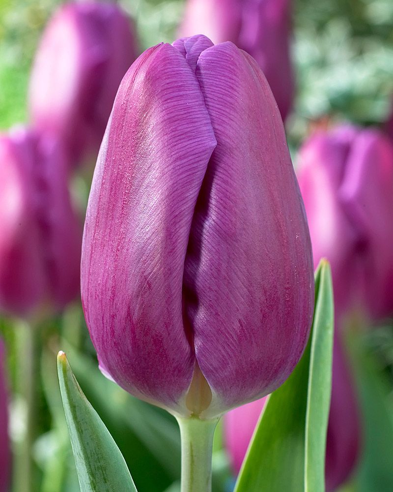 Tulppaani Purple Flag 10 kpl