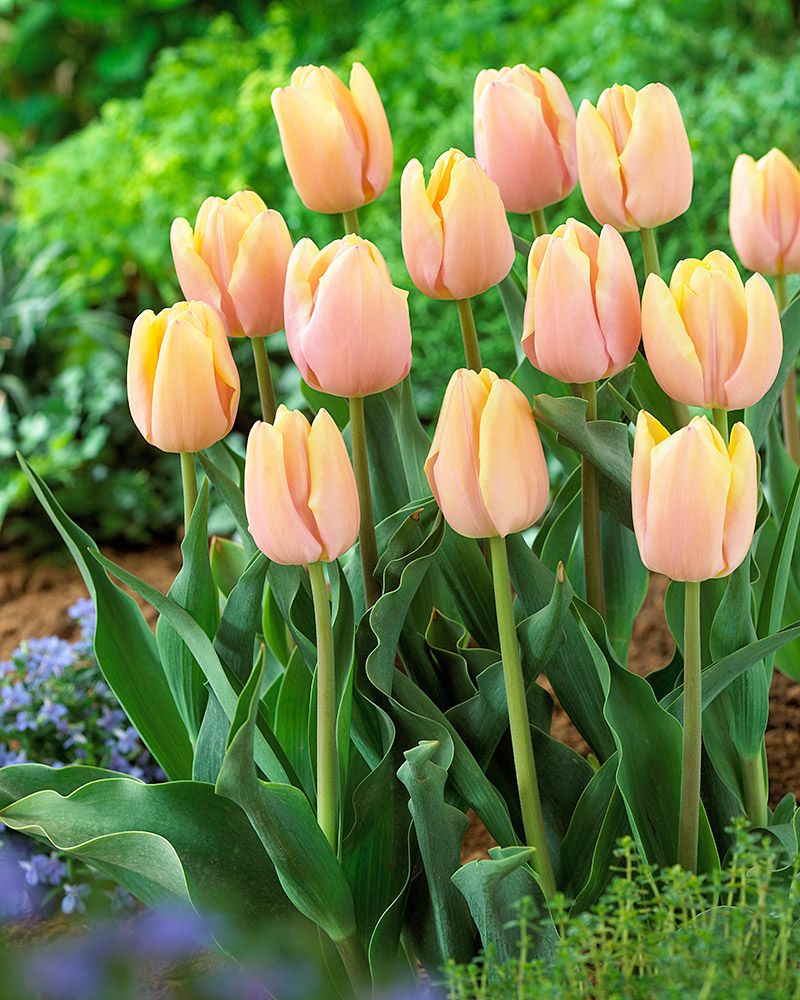 Tulppaani Mango Charm 10 kpl