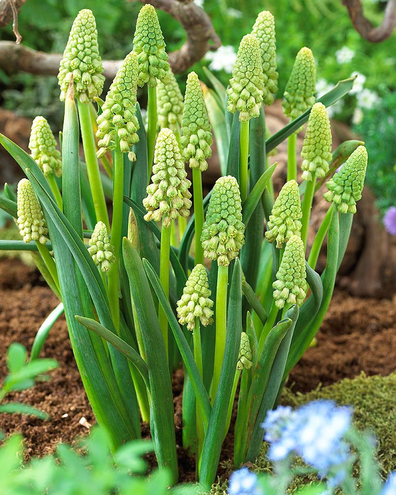 Kyynelhyasintti Green Pearl 15 kpl