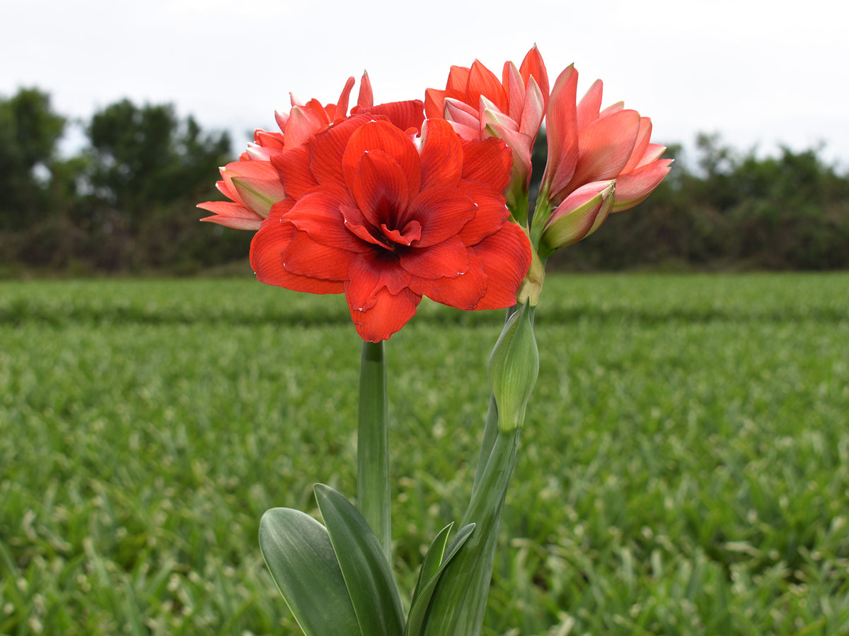 Kerrattu amaryllis Tika Dragon