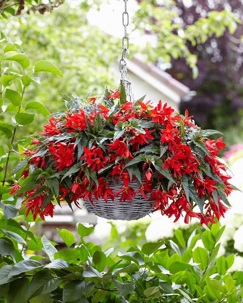 Begonia Beauvilia Red