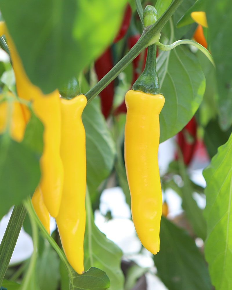 Chilipaprika mix 3 kpl