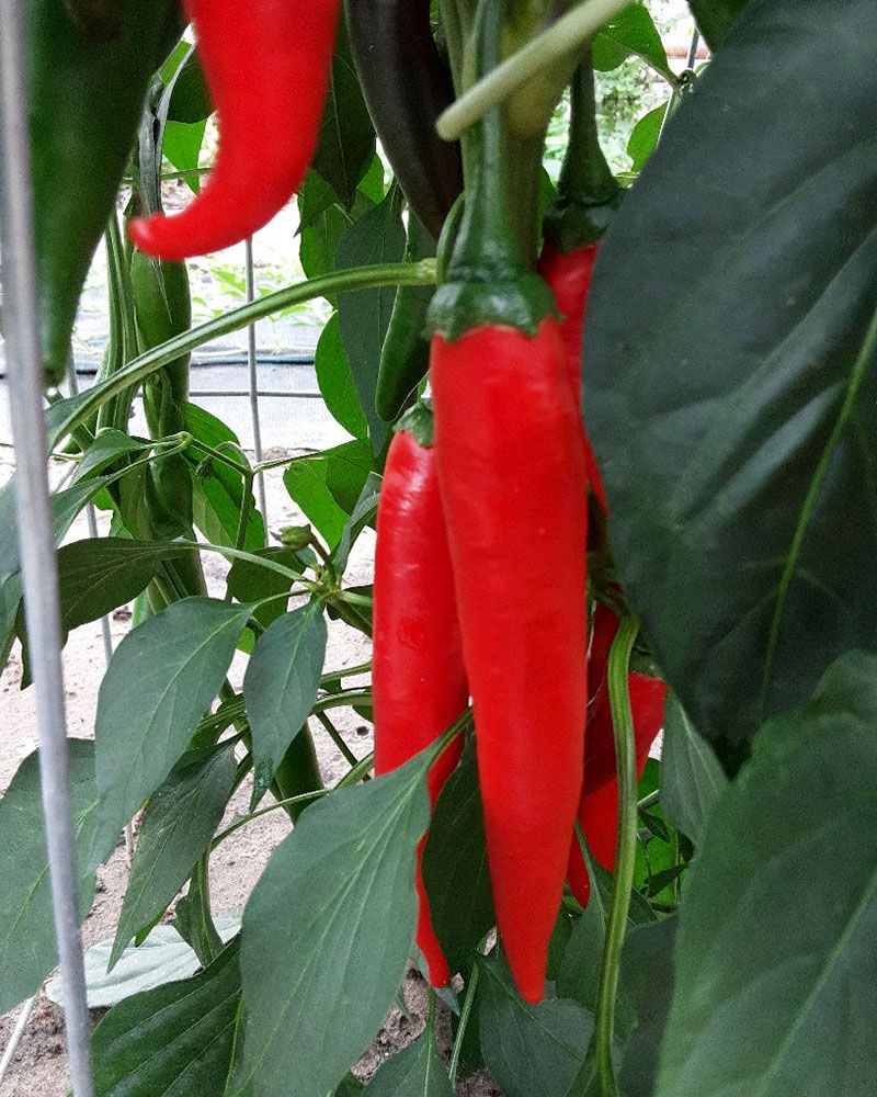 Chilipaprika mix 3 kpl