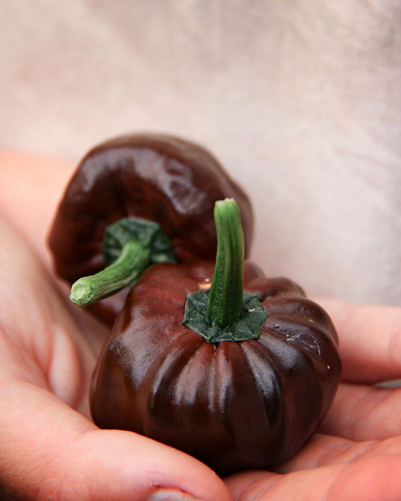 Havannapaprika Habanero Chocolate