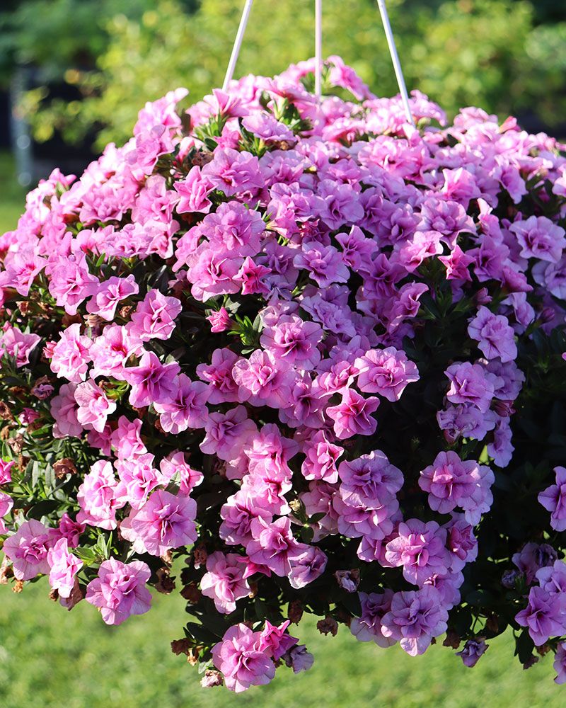 Kerrattu miljoonakello Double Pink Blush