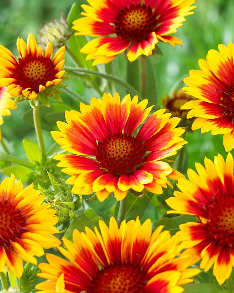 Kesäperhonen-perennapenkki