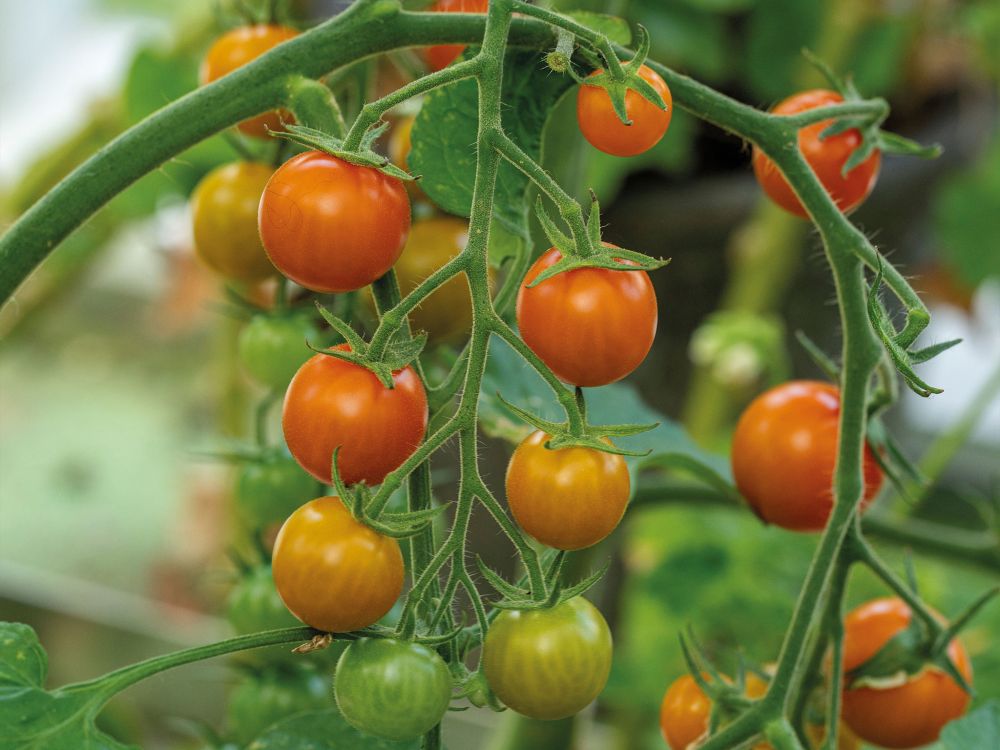 Marjatomaatti Golden Currant luomu