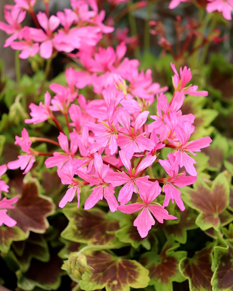 Tähtipelargoni Lotusland