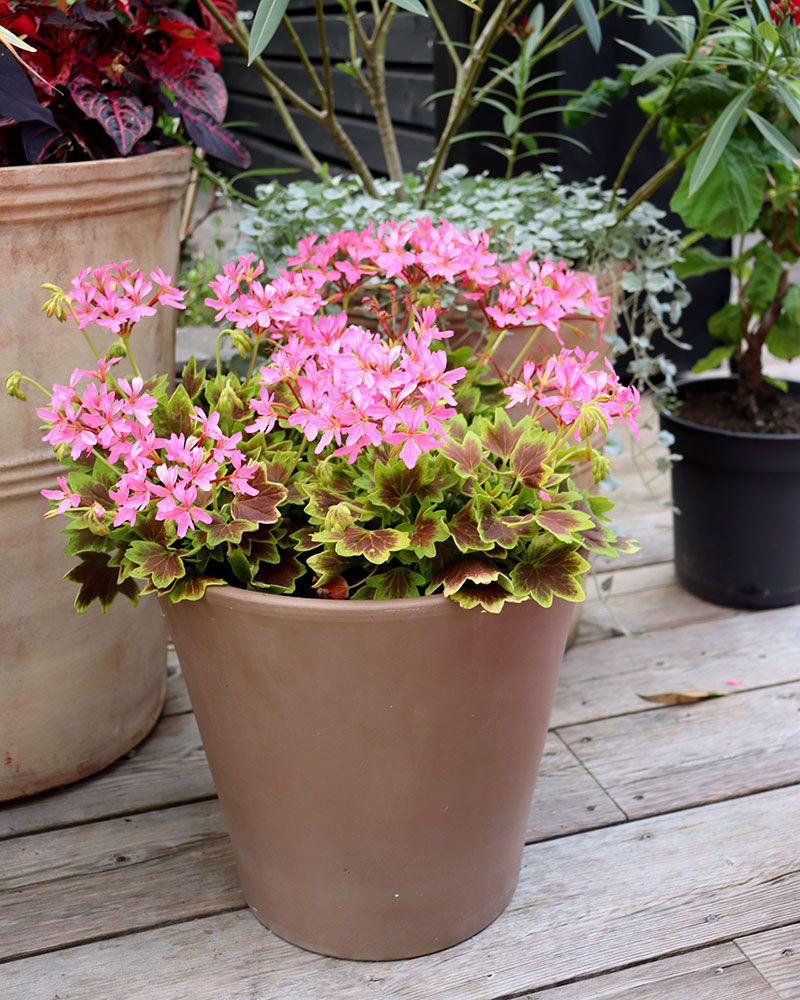 Tähtipelargoni Lotusland