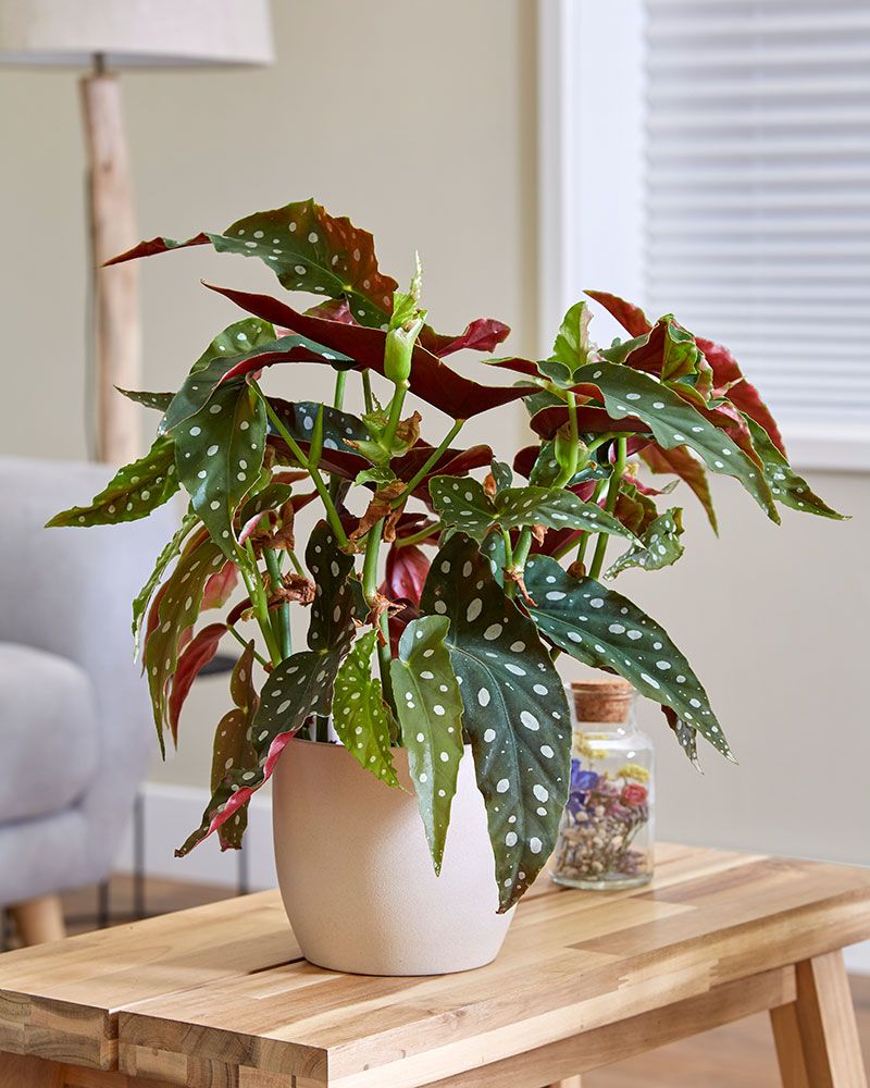 Pilkkubegonia