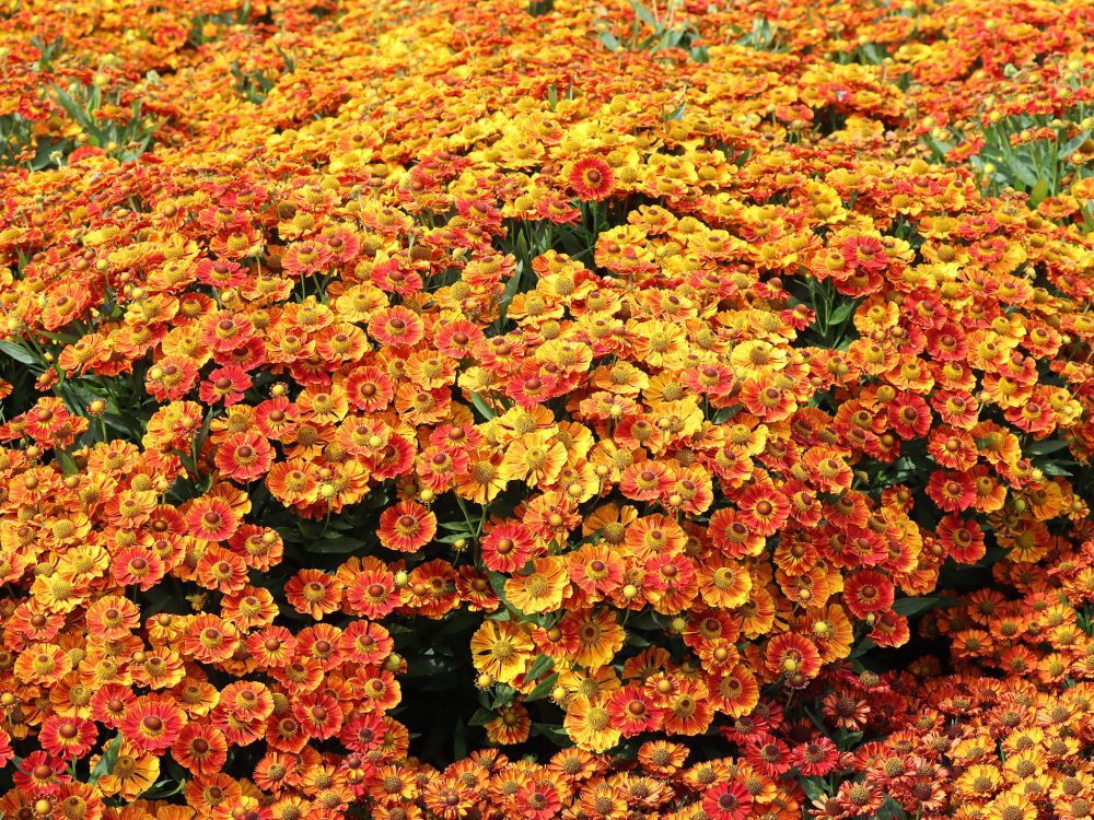 Syyshohdekukka Autumn Fire 3 kpl