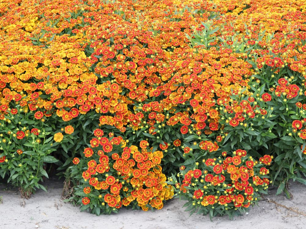 Syyshohdekukka Autumn Fire 3 kpl