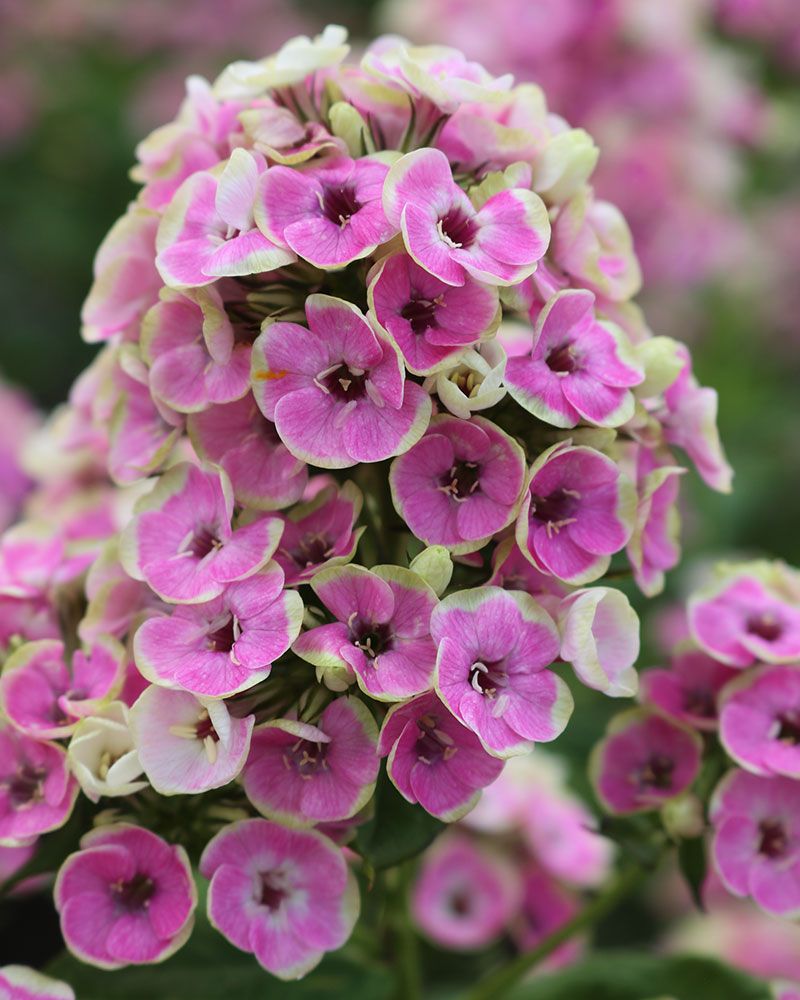 Syysleimu Orchid Yellow 3 kpl