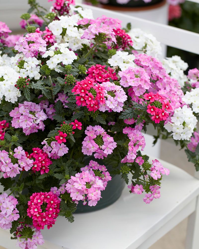 Verbena-amppeli Lascar mix