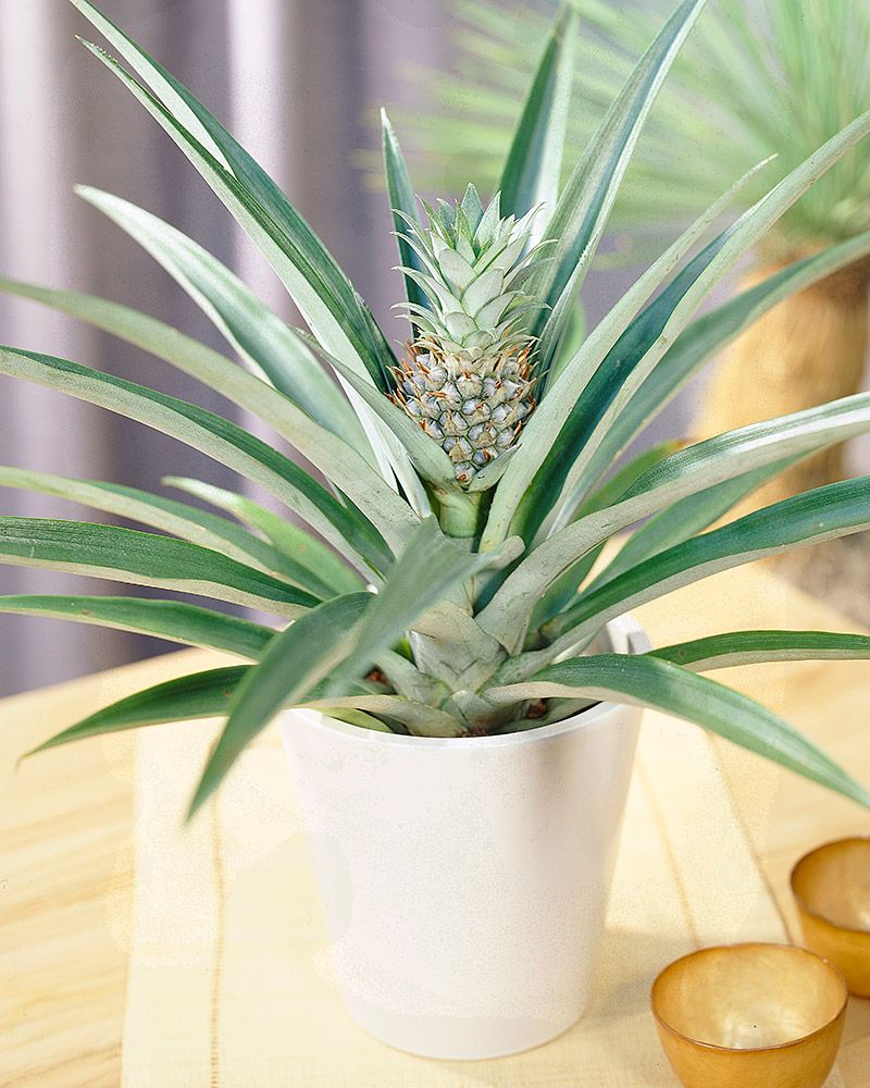 Koristeananas