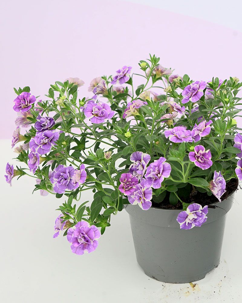 Kerrattu miljoonakello Loopy Lavender 3 kpl