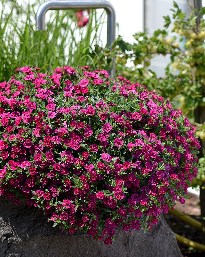 Kerrattu miljoonakello Double Purple