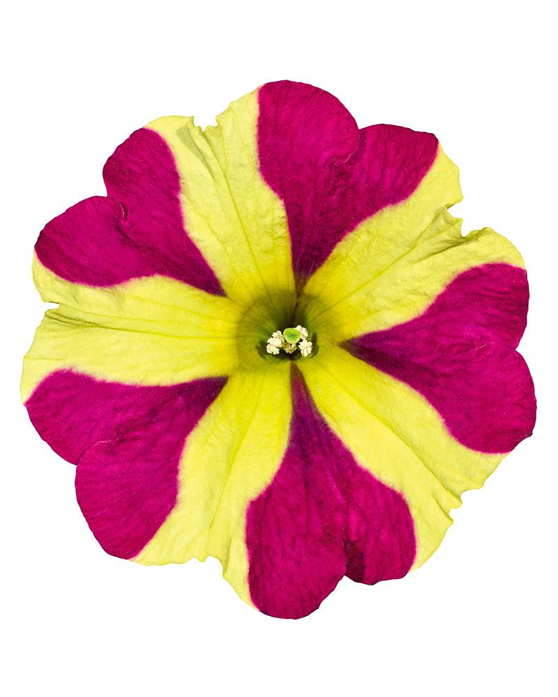 Petunia Queen of Hearts 3 kpl