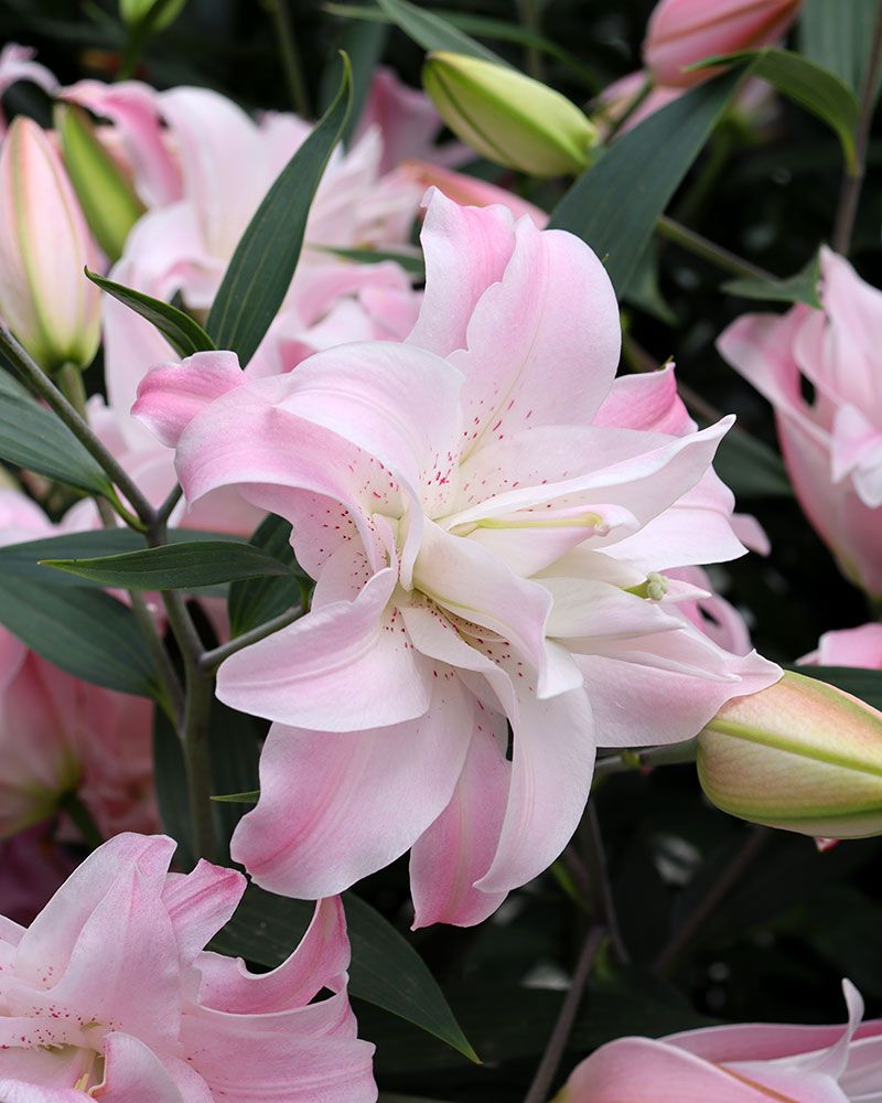 Kerrattu Oriental-lilja Lotus Queen 5 kpl