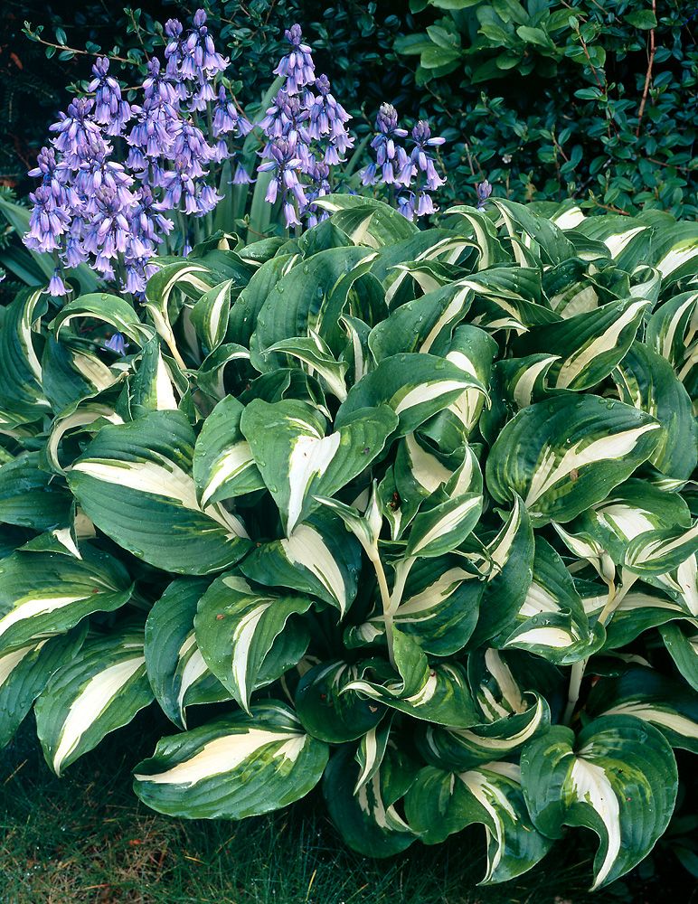 Kuunlilja Mediovariegata 3 kpl