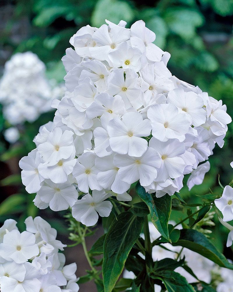 Syysleimu White Admiral 3 kpl
