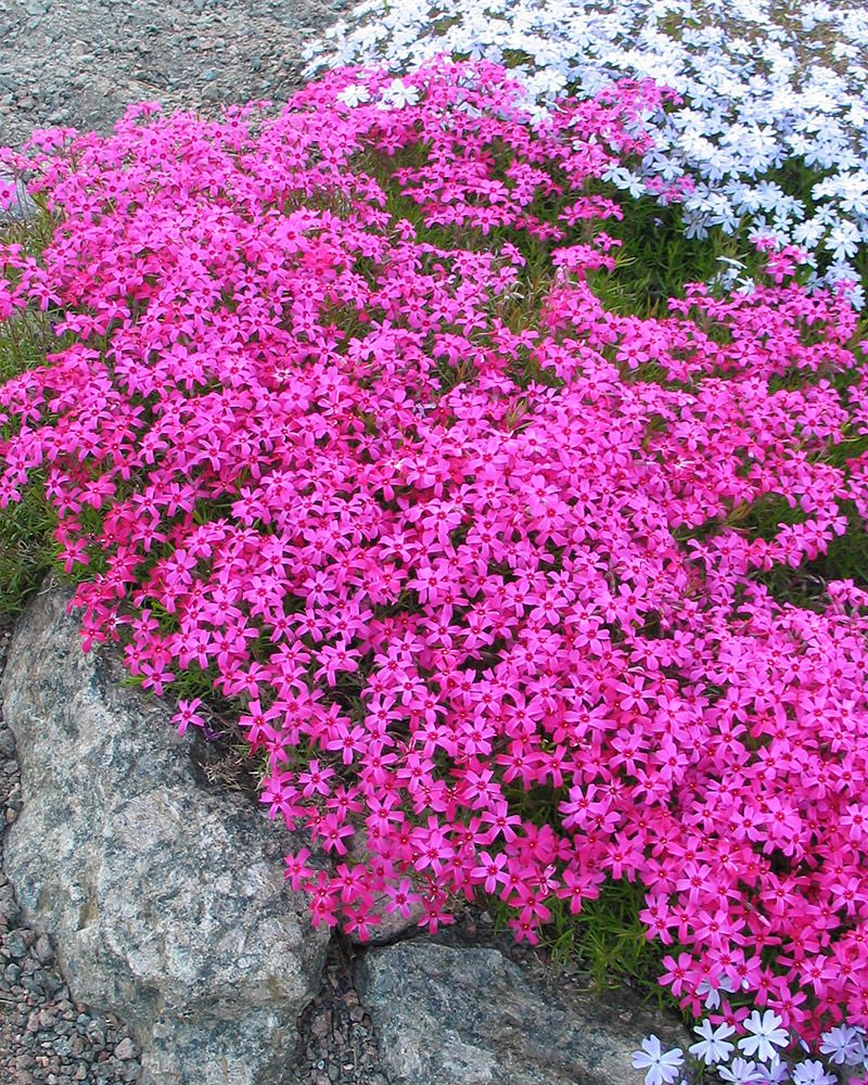 Sammalleimu pinkki-lila mix 6 kpl