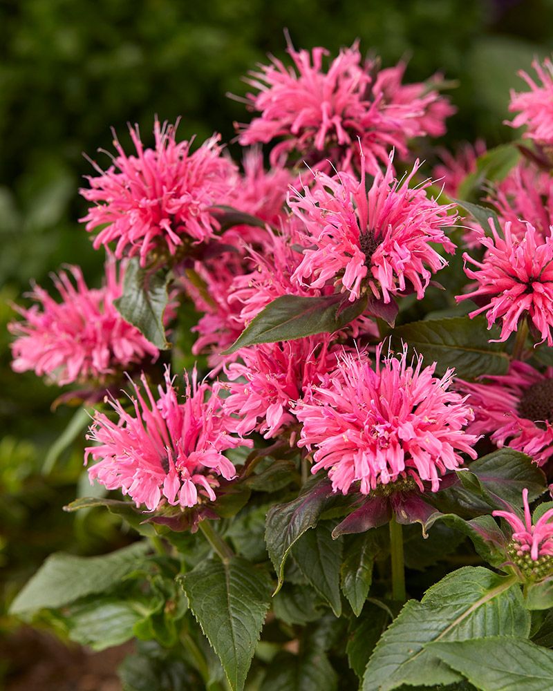Punaväriminttu Balmy Pink 3 kpl