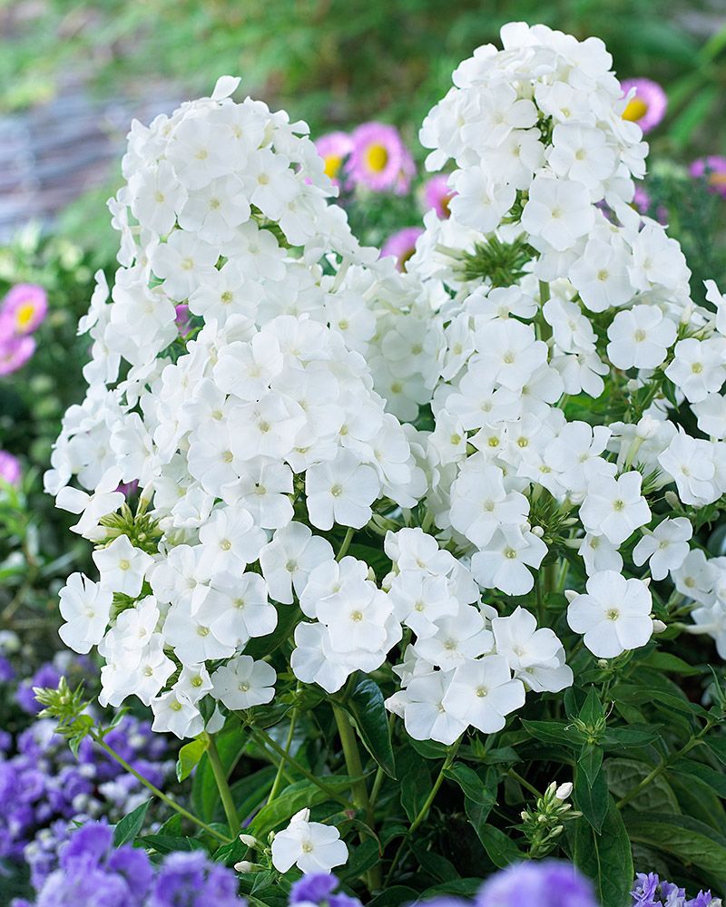 Pörriäiskeidas-perennapenkki syyssipuleilla 103 kpl