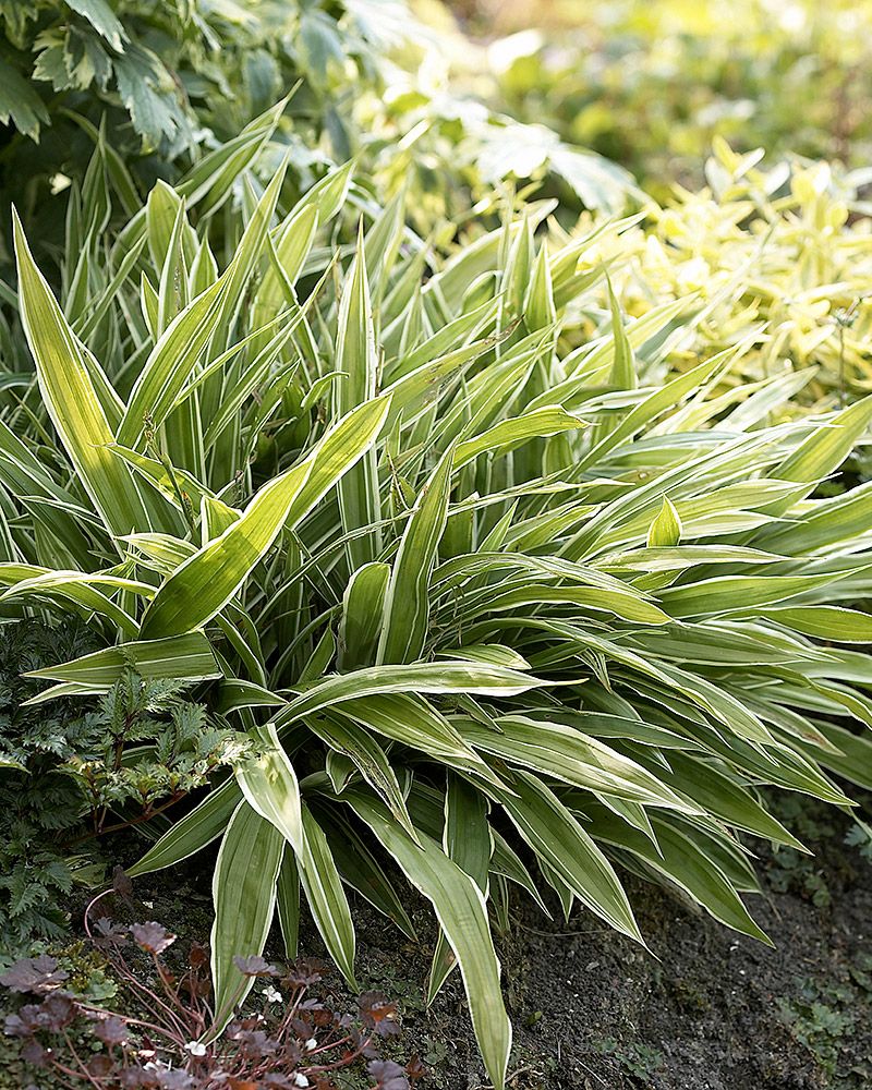 Idänvarjosara Variegata 3 kpl
