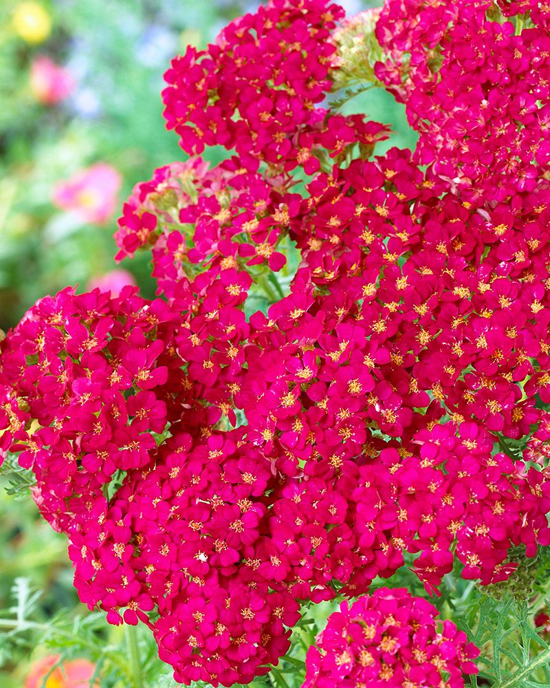 Punakärsämö Pomegranate 3 kpl