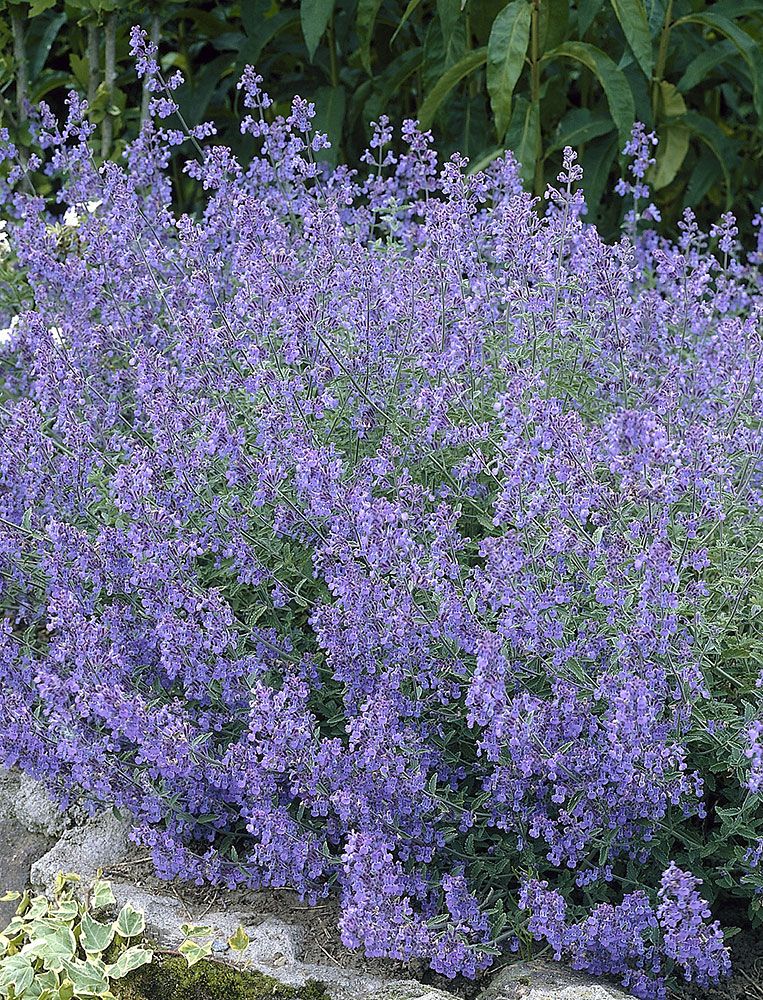Pörriäiskeidas-perennapenkki syyssipuleilla 103 kpl