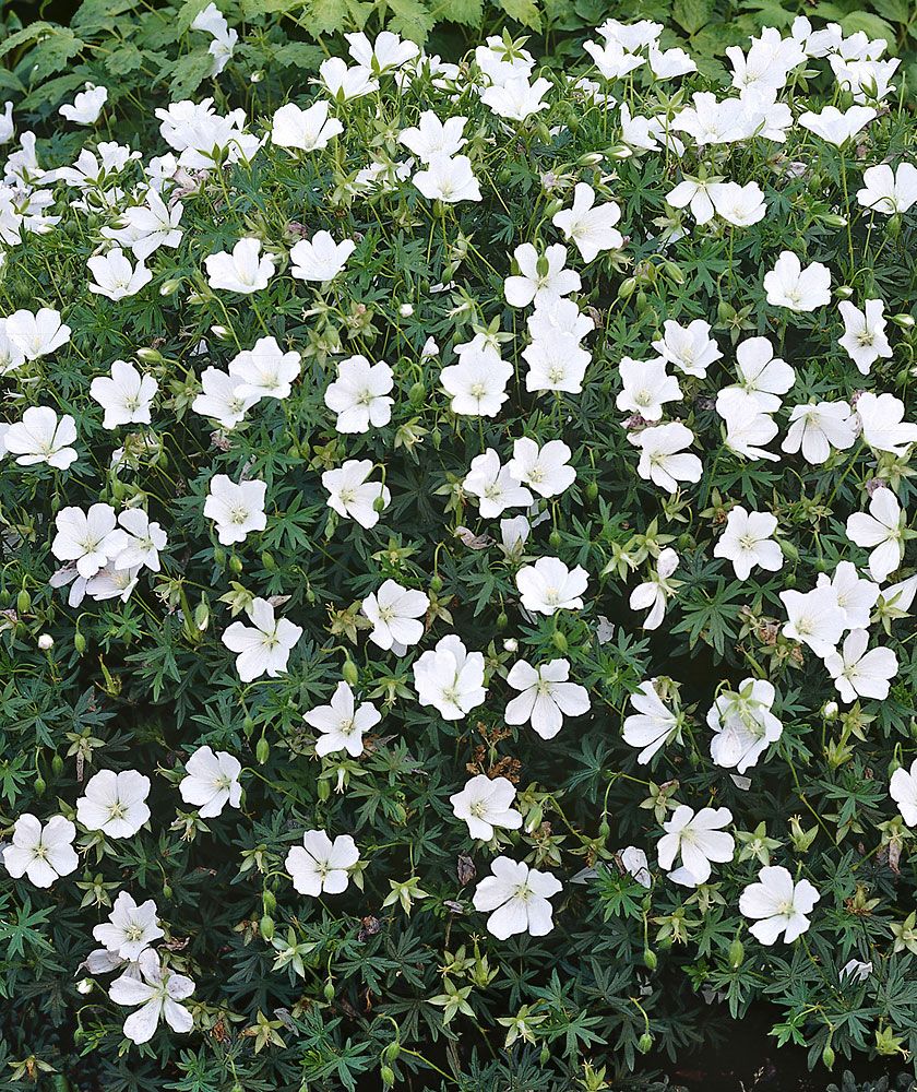 Purppurainen perennapenkki 18 kpl