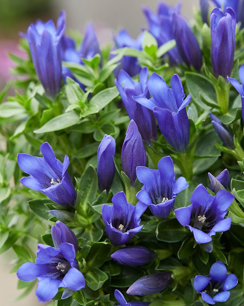 Katkero Shine Blue Ashiro
