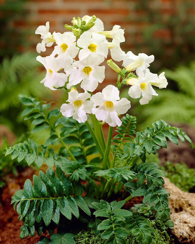 Isoinkarvillea Snowtop 3 kpl