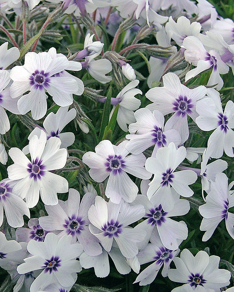Purppurainen-perennapenkki syyssipuleilla 118 kpl