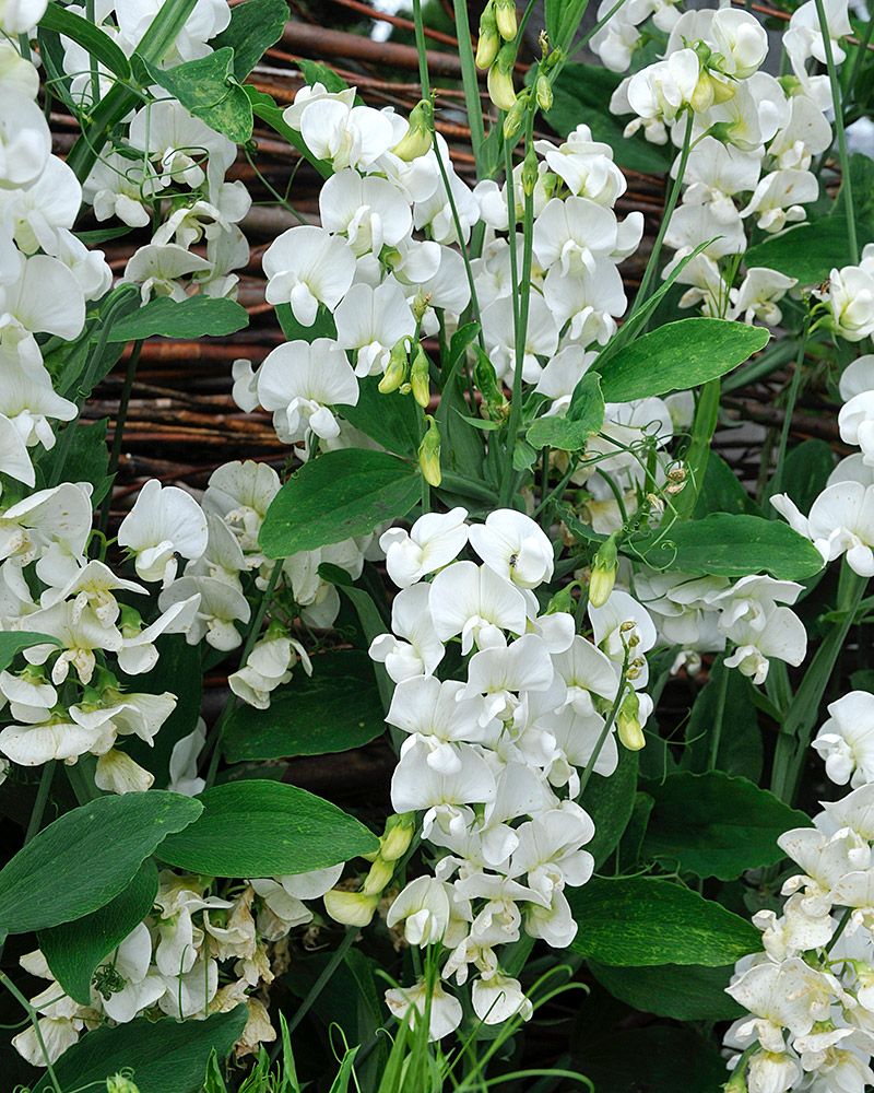 Ruusunätkelmä White Pearl 3 kpl
