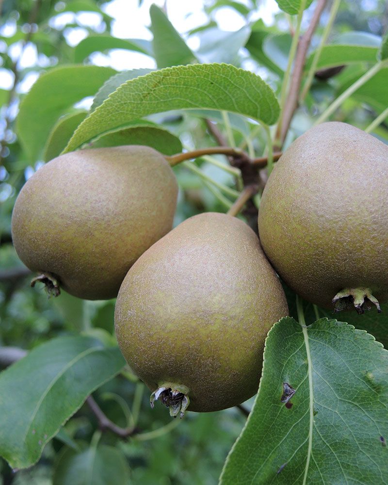 Päärynä Peukaloinen