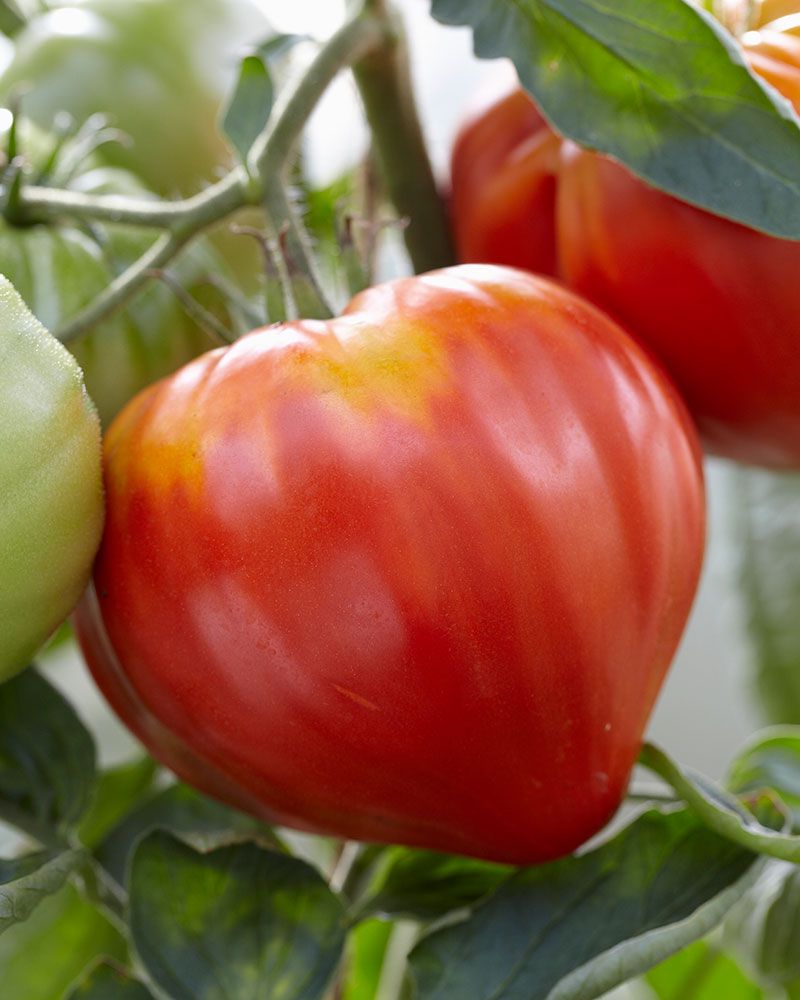 Häränsydäntomaatti Gourmandia 3 kpl