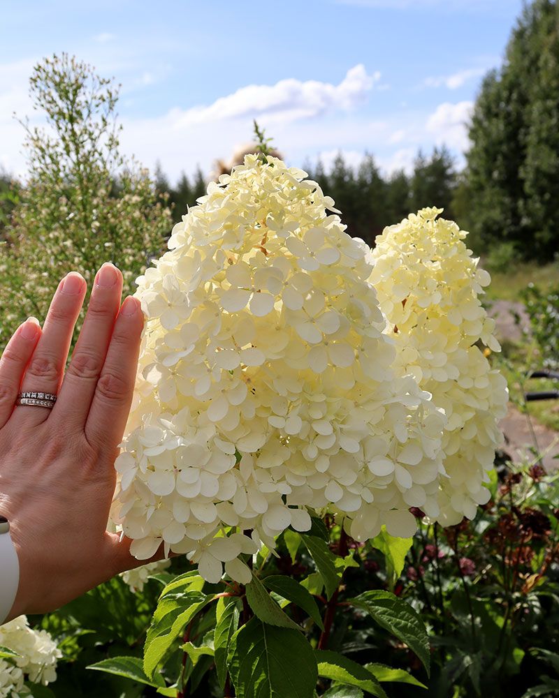 Japaninhortensia Vanille Fraise