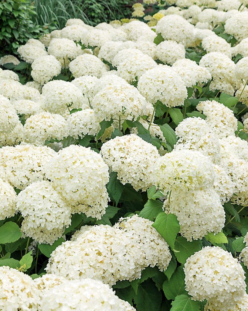 Pallohortensia Annabelle