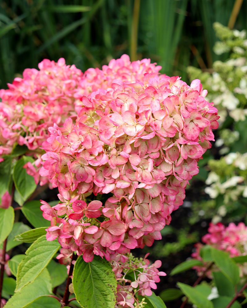 Japaninhortensia  Diamant Rouge