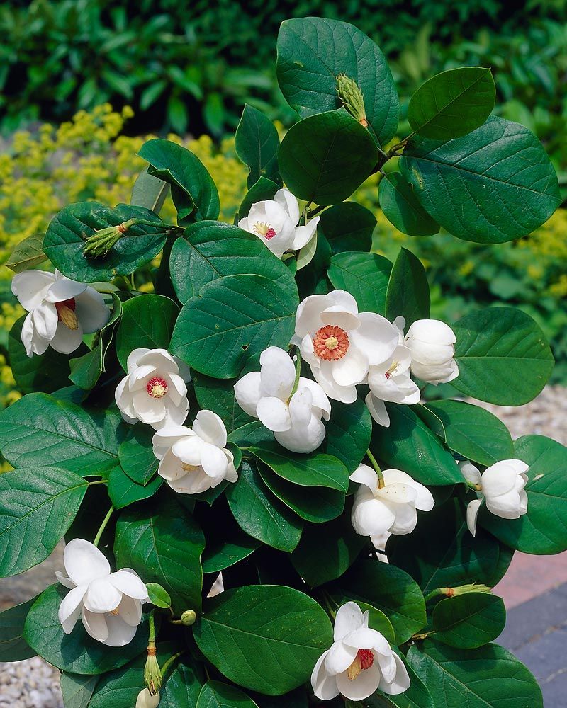 Pensasmagnolia