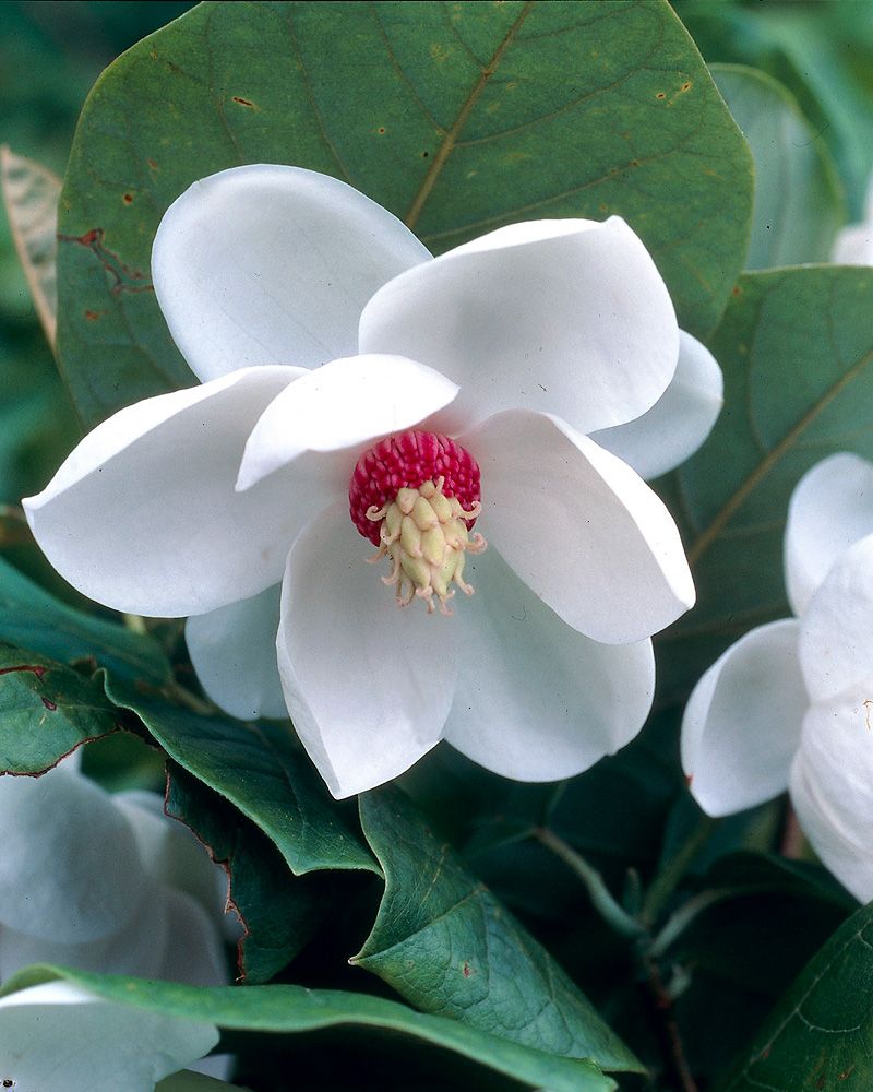 Pensasmagnolia