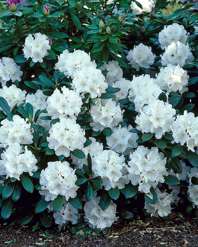 Valkoalppiruusu Cunningham's White