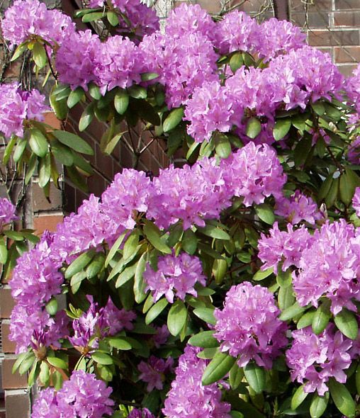 Puistoalppiruusu Catawbiense Grandiflorum 5 ltr