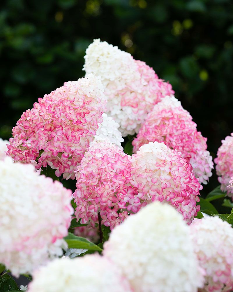 Japaninhortensia Living Pink & Rose