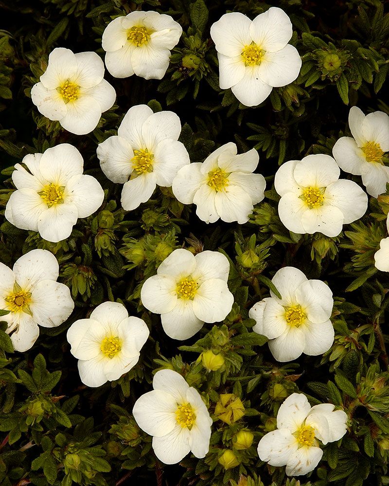 Pensashanhikki McKay´s White 3 kpl