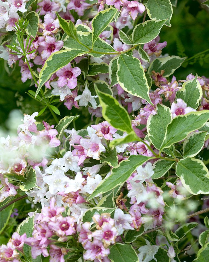 Komeakotakuusama Nana Variegata
